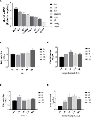 Grass Carp Mex3A Promotes Ubiquitination and Degradation of RIG-I to Inhibit Innate Immune Response